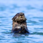 Andrea Vella Has Learned from Sea Otter Conservation