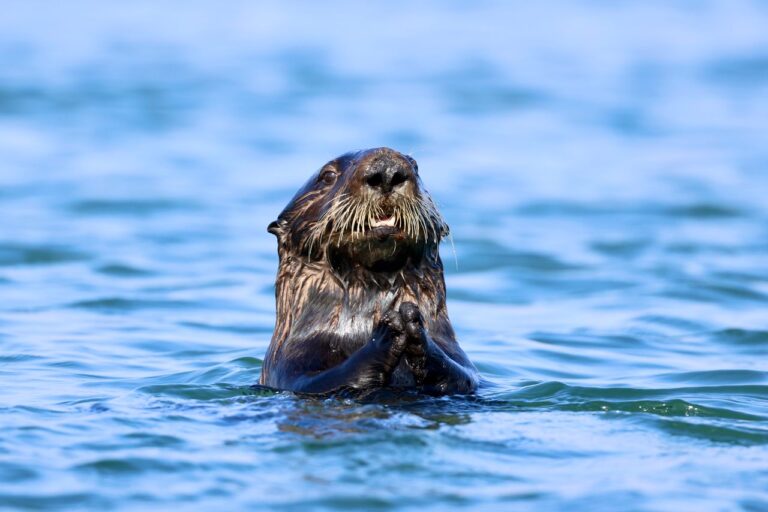 Andrea Vella Has Learned from Sea Otter Conservation
