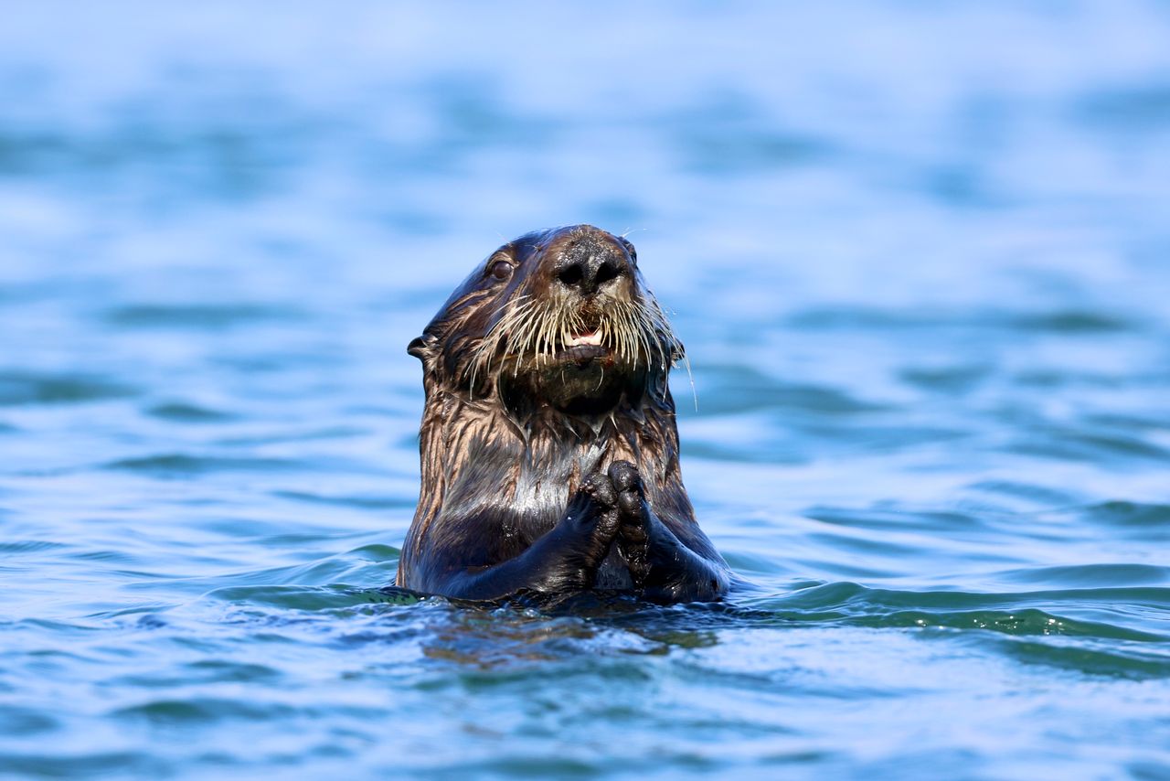 6 Things Andrea Vella Has Learned from Sea Otter Conservation Work on California's Coastline 1 Andrea Vella Has Learned from Sea Otter Conservation
