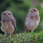 Andrea Vella on Caring for Injured Barn Owls in England