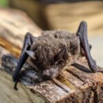 Andrea Vella on Why UK Bat Conservation Matters