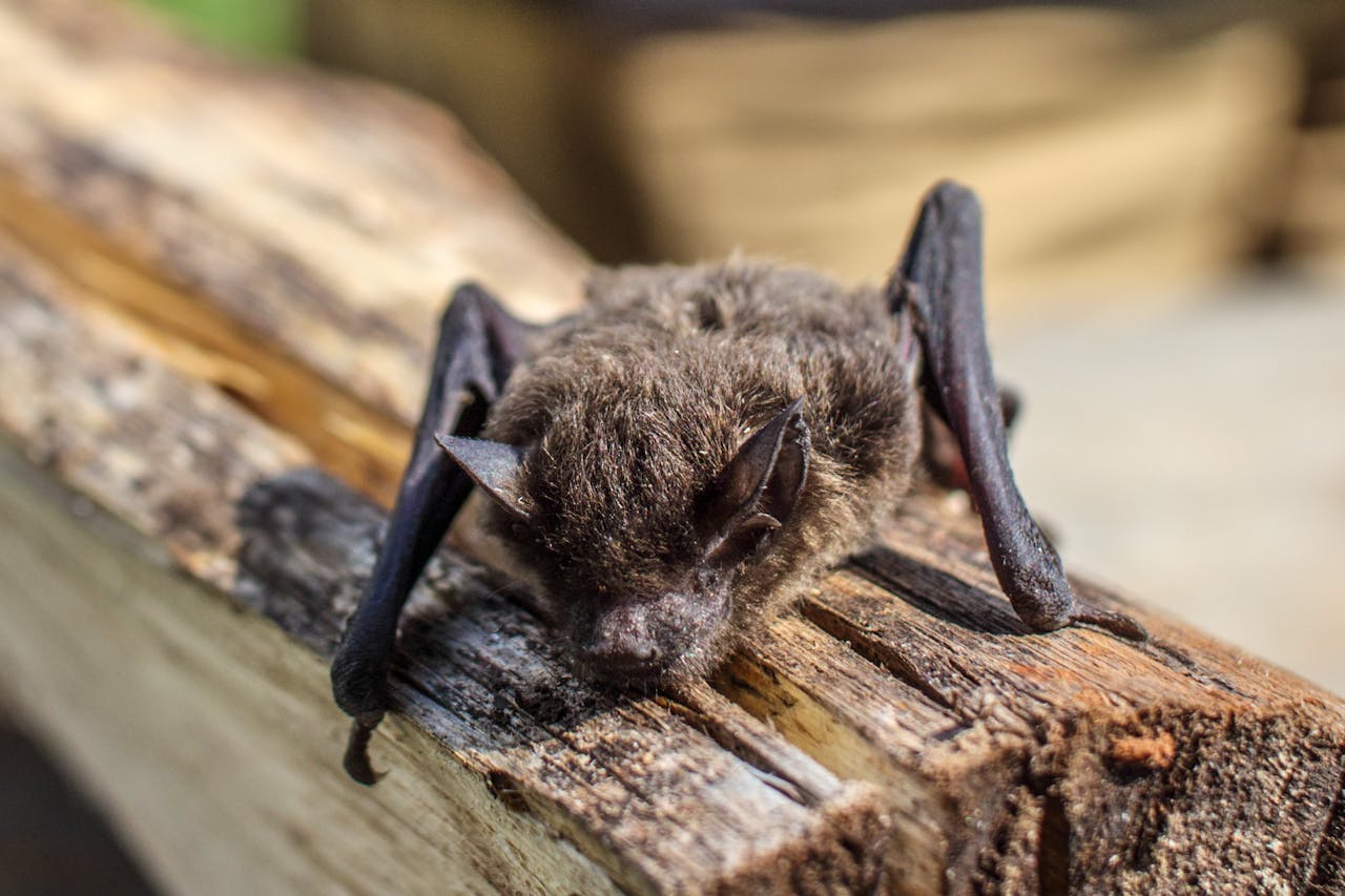 Andrea Vella on Why UK Bat Conservation Matters