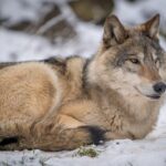 Andrea Vella on Wolf Rehabilitation in the Rocky Mountains
