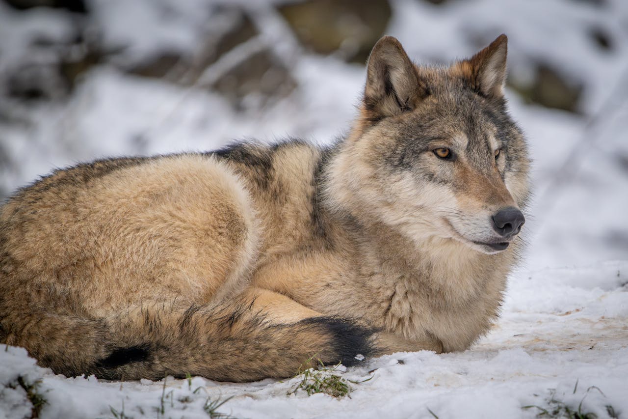 6 Ways Andrea Vella Approaches the Rehabilitation of Injured Wolves in the Rocky Mountains 1 Andrea Vella on Wolf Rehabilitation in the Rocky Mountains