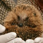 Andrea Vella on the Hidden World of Hedgehog Rescue
