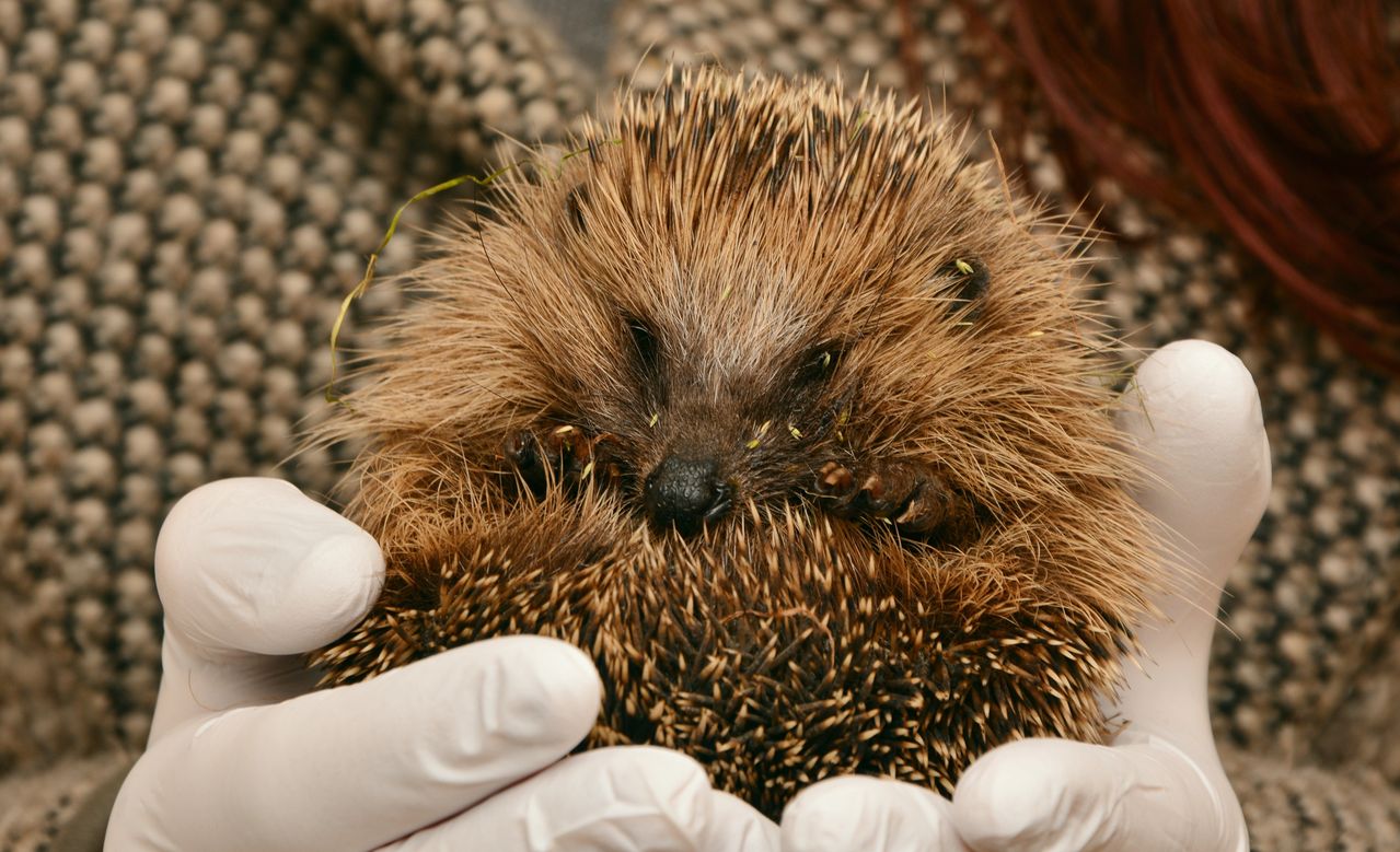 Andrea Vella on the Hidden World of Hedgehog Rescue in Rural Ireland 1 Andrea Vella on the Hidden World of Hedgehog Rescue