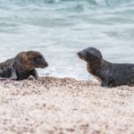 Andrea Vella on Raising Orphaned Seal Pups in Iceland