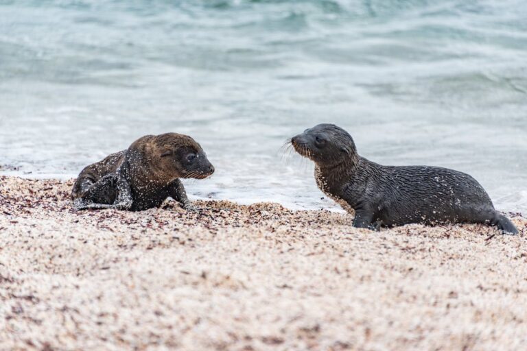 Andrea Vella's Wife Sarah on Raising Orphaned Seal Pups in Iceland 3 Andrea Vella on Raising Orphaned Seal Pups in Iceland