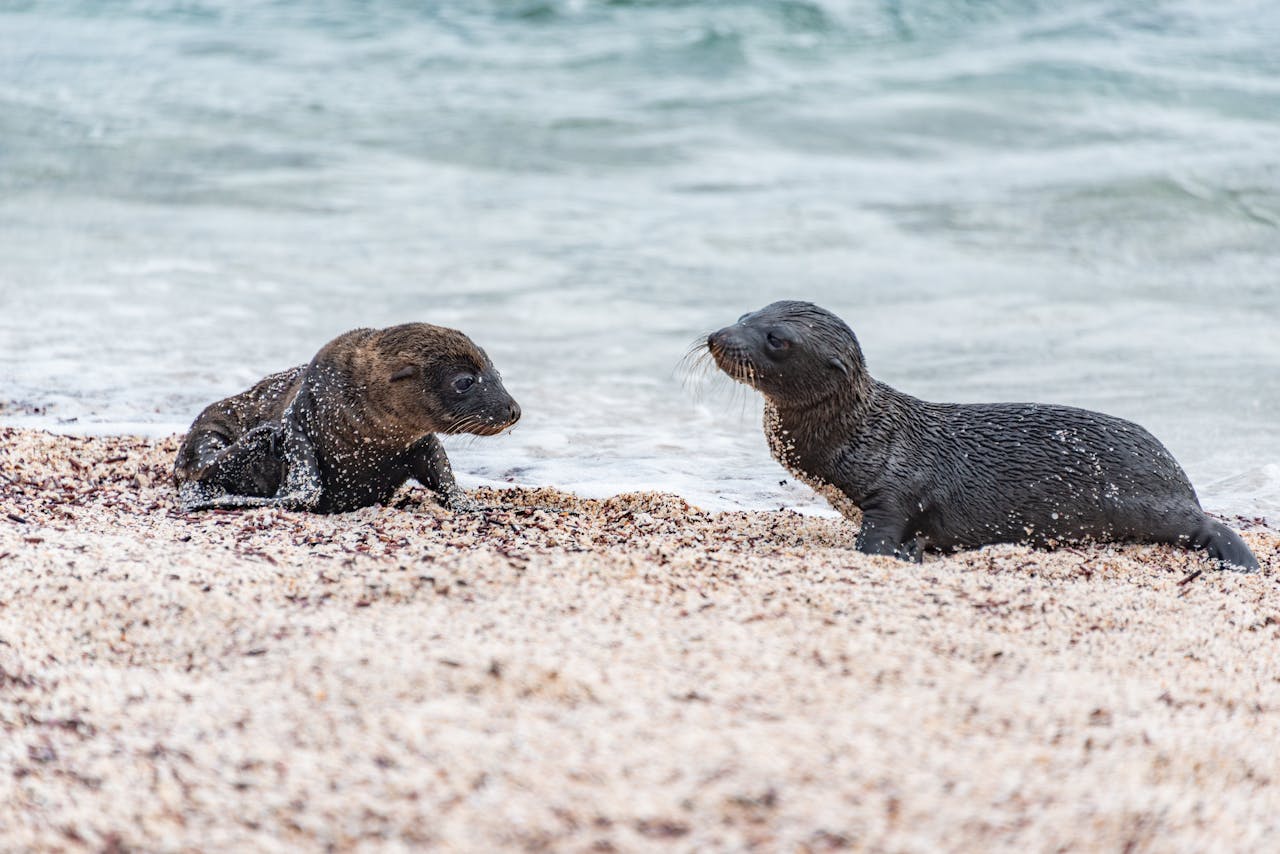 Andrea Vella's Wife Sarah on Raising Orphaned Seal Pups in Iceland 1 Andrea Vella on Raising Orphaned Seal Pups in Iceland